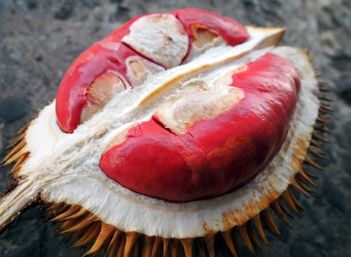 Loại sầu riêng ruột đỏ đặc biệt giá khoảng 130.000 đồng/kg được phát hiện ở bang Sabah, Malaysia, khá được ưa chuộng trên thị trường.