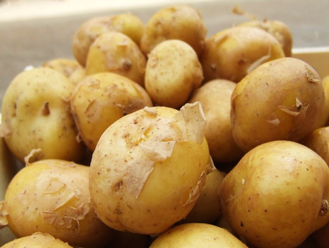 Được mệnh danh là vua của các loại khoai tây, giống khoai tây đắt đỏ La Bonnotte thực sự hiếm có bởi vị ngon đặc biệt.