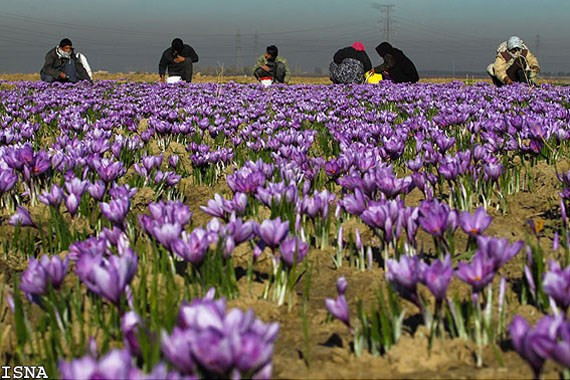 Saffron được lấy từ nhụy hoa nghệ tây trồng ở Morocco và Iran. Mỗi cây nghệ tây có khoảng 3 đến 4 hoa, mỗi hoa lại có 3 nhụy phủ phấn hoa nằm giữa bông hoa. Do đó, việc thu hoạch được 1 kg Saffron sẽ mất rất nhiều thời gian và công sức.