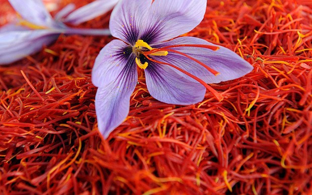 Nhụy hoa nghệ tây, còn gọi là Saffron, được coi là loại gia vị quý hiếm và đắt giá bậc nhất thế giới với giá lên tới 130 triệu đồng/kg.