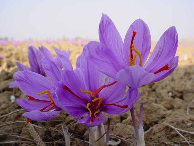 Saffron được coi là gia vị quý hiếm và đắt đỏ bởi vì loài hoa nghệ tây chỉ nở trong một thời gian rất ngắn, cuối tháng 10 đến đầu tháng 11.
