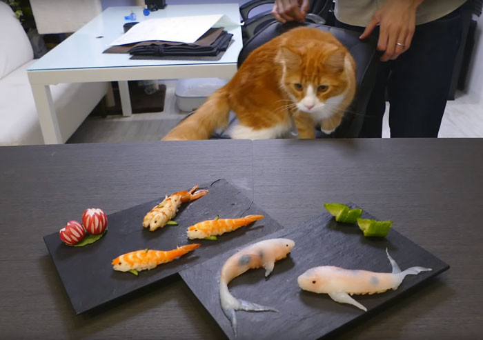 Những miếng sushi hình các chép sống động như thật khiến chú mèo cũng thích mê.