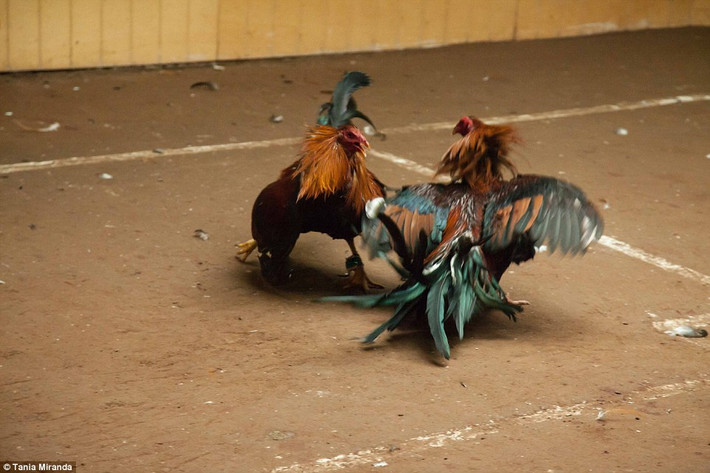 Hai chú gà chiến đấu khá hung hăng.