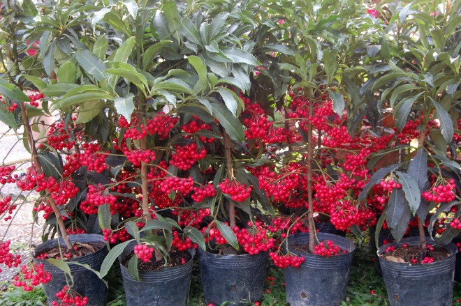 Cây kim ngân lượng với những chùm quả đỏ tươi được nhiều người dùng trang trí nhà với mong muốn một năm mới phát tài phát lộc.