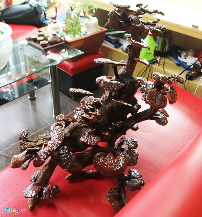 Những chậu linh chi phong thủy bonsai cũng được nhiều gia đình Việt chọn để trưng bày dịp Tết.