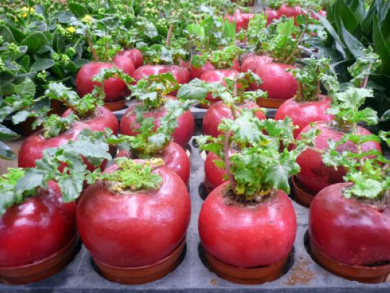 Trước đây, củ cải đỏ chỉ là một món ăn dinh dưỡng được nhiều bà nội trợ chọn mua về cho gia đình thì bây giờ, với biểu tượng cho sự tròn đầy, ấm no, củ cải đỏ được xem như là một cây cảnh độc lạ dùng để trưng bày trong những ngày Tết Nguyên đán.