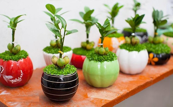 Trái đào tiên tí hon cũng được trồng trong các bình, chậu tạo hình bắt mắt.