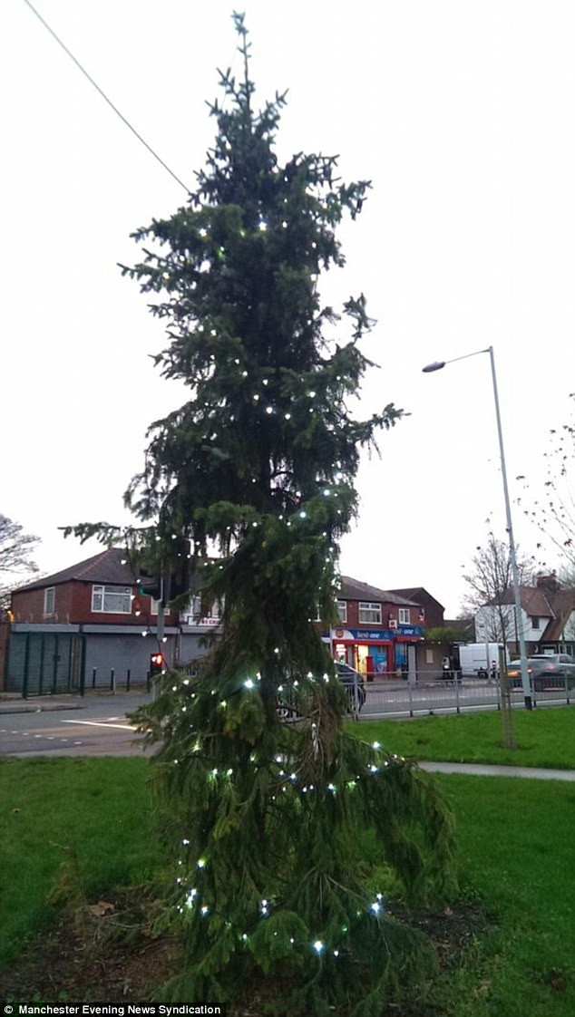Cây thông ở Brinnington, Stockport, được mệnh danh là cây thông Giáng sinh xấu xí nhất nước Anh.