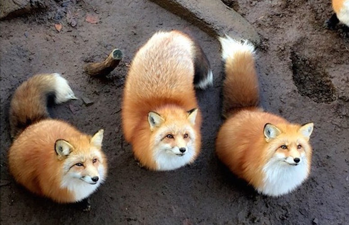 Làng cáo (Fox Village) nằm ở vùng núi gần thành phố Shiroishi, có hơn 100 loài động vật và 6 loại cáo khác nhau. Làng cáo là một trong những ngôi làng kỳ lạ mà du khách có thể ngắm thật kỹ những chú cáo dễ thương ở đất nước Mặt Trời mọc.