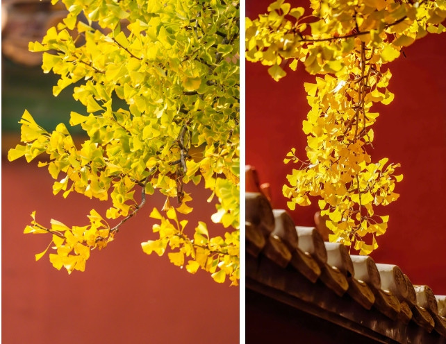 Hiện nay, Tử Cấm Thành được coi là viện bảo tàng lớn nhất thế giới, cất giữ các báu vật nghệ thuật quan trọng nhất của người Trung Quốc.