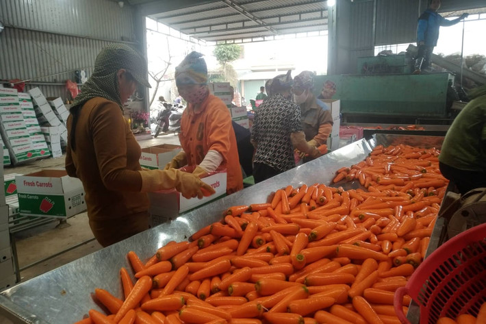Trước tình trạng trên, UBND tỉnh Hải Dương đã có văn bản đề nghị các đơn vị tỉnh bạn tạo điều kiện để vận chuyển hàng hóa. Mới đây, Hải Phòng đã cho phép các xe vận tải hàng hóa phục vụ sản xuất, xuất nhập khẩu từ các nhà máy, xí nghiệp, cơ sở sản xuất kinh doanh tại tỉnh Hải Dương vào địa phương này nếu đáp ứng các điều kiện phòng, chống dịch COVID-19.