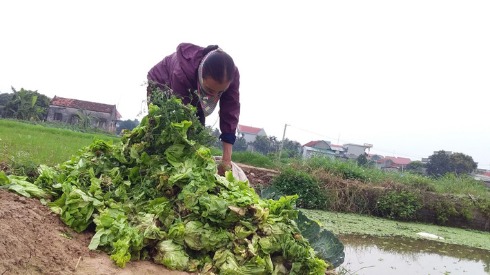 Cùng chung tình cảnh, diện tích rau màu vụ đông chưa thu hoạch của huyện Cẩm Giàng hiện còn gần 300ha. Cây vụ đông gồm cà rốt, bắp cải, cà chua, su hào, súp lơ… tập trung ở vùng đất bãi ven sông Thái Bình và một số chuyển đổi đất trồng lúa tại xác xã Đức Chính, Cẩm Văn, Cẩm Vũ, Cao An cũng không ít nông sản phải chặt vứt bỏ.