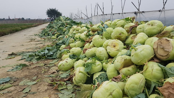 Phần lớn su hào bị chặt bỏ do không bán kịp dẫn đến to và già quá cỡ.