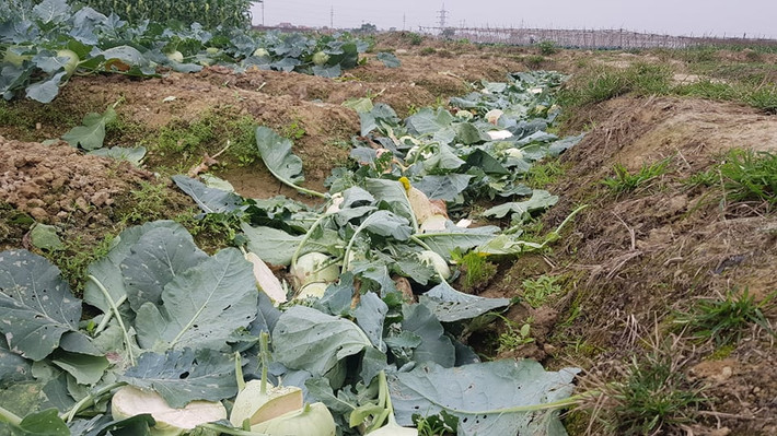 Hoặc bị băm ra để bón cho đất.