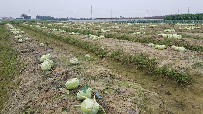 Trắng cánh đồng.