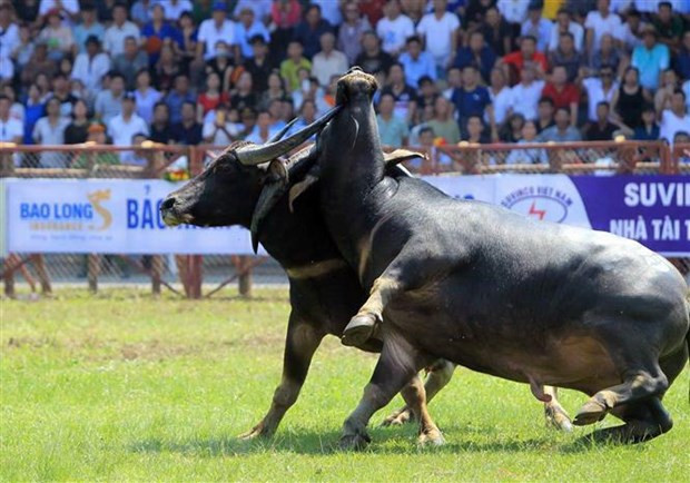 Pha móc cáng sừng của hai ‘ông trâu' tại lễ hội chọi trâu Đồ Sơn 2019.