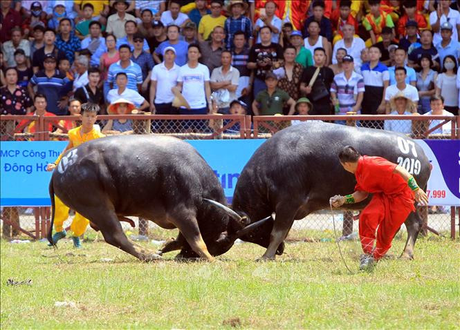 Điểm thu hút nhất của lễ hội chọi trâu Đồ Sơn Hải Phòng chính là những kháp đấu nảy lửa cùng như thế võ dũng mãnh của các “ông Trâu”.