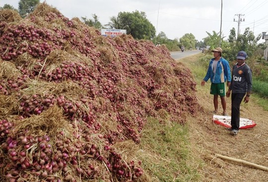 Cùng với dưa hấu miền Trung, hành tây Đà Lạt... hành tím Vĩnh Châu cũng là loại nông sản đang bị đổ thừa, giá bèo mà không ai buồn mua.