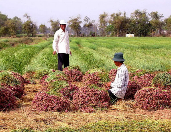 Thất bát sau vụ mùa, nhiều người nông dân thậm chí phải bỏ nghề đi làm mướn.