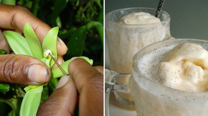 Người ta sẽ dùng một vật nhọn như búp lá tre hay cây tăm chọc thủng tấm màng mỏng ngăn cách bộ phận cái của hoa đồng thời xoắn cây tăm và nhận sâu xuống một chút.