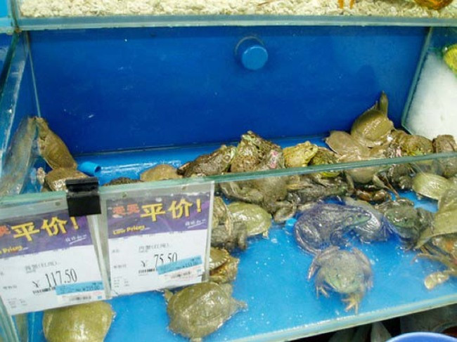 Thậm chí còn có một bể nhốt ếch và ba ba chung.