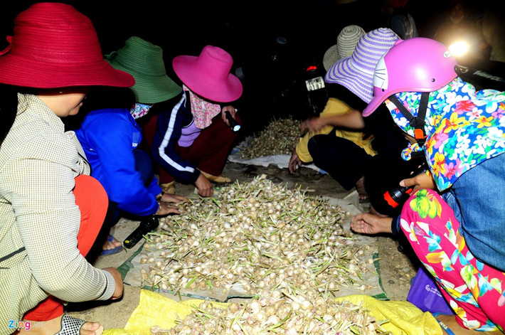 Vào mùa thu hoạch, phiên chợ tỏi ở huyện đảo đông đúc, rộn ràng diễn ra từ lúc 4h sáng.