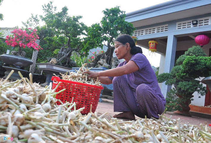 Vụ tỏi năm nay, gia đình bà Nguyễn Thị Hơn (ngụ xã An Hải) trồng 12 sào. "Nhờ thời tiết thuận lợi, mỗi sào tỏi đạt 400-500 kg tỏi tươi, gia đình tôi phơi khô dự trữ để bán dần cho khách du lịch. Mùa vụ năm nay năng suất tỏi đạt hơn gấp 3 năm ngoái nên ít nhất hai vợ chồng thu lãi hơn 100 triệu đồng", bà Hơn cho hay.