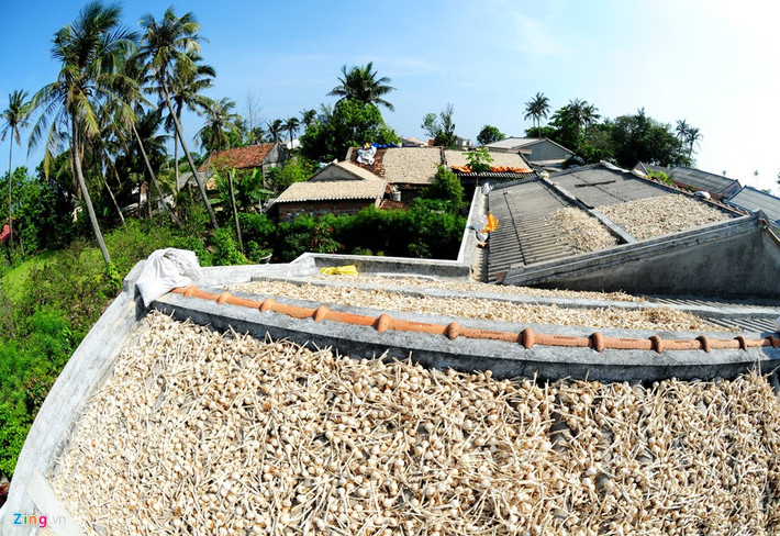 Theo lãnh đạo huyện Lý Sơn, trung bình mỗi năm nông dân đảo này trồng hơn 310 ha tỏi, sản lượng hơn 2.000 tấn, doanh thu từ loại cây này hơn 100 tỷ đồng.