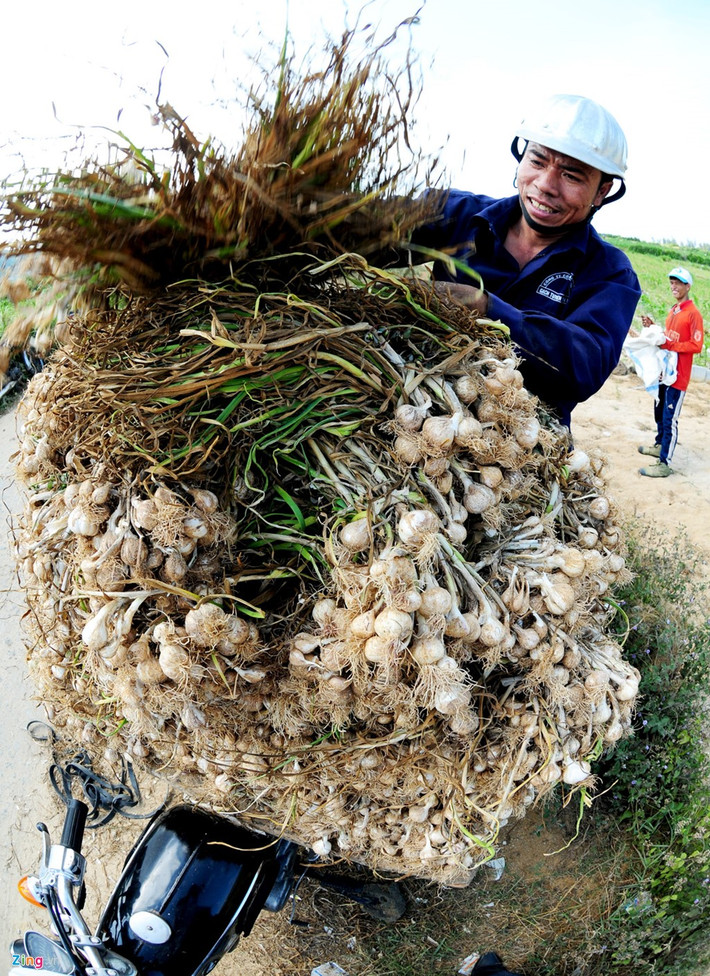 Xe máy là một trong những phương tiện vận chuyện tỏi Lý Sơn từ ruộng về nhà của nông dân.