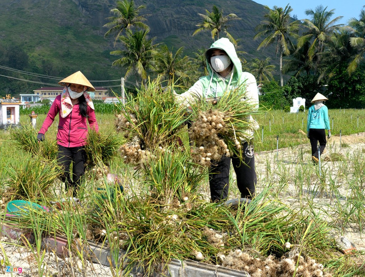 Người dân Lý Sơn thu hoạch tỏi - cây gia vị được ví là "vàng trắng", đã giúp cuộc sống của họ ổn định, no ấm từ bao đời nay.