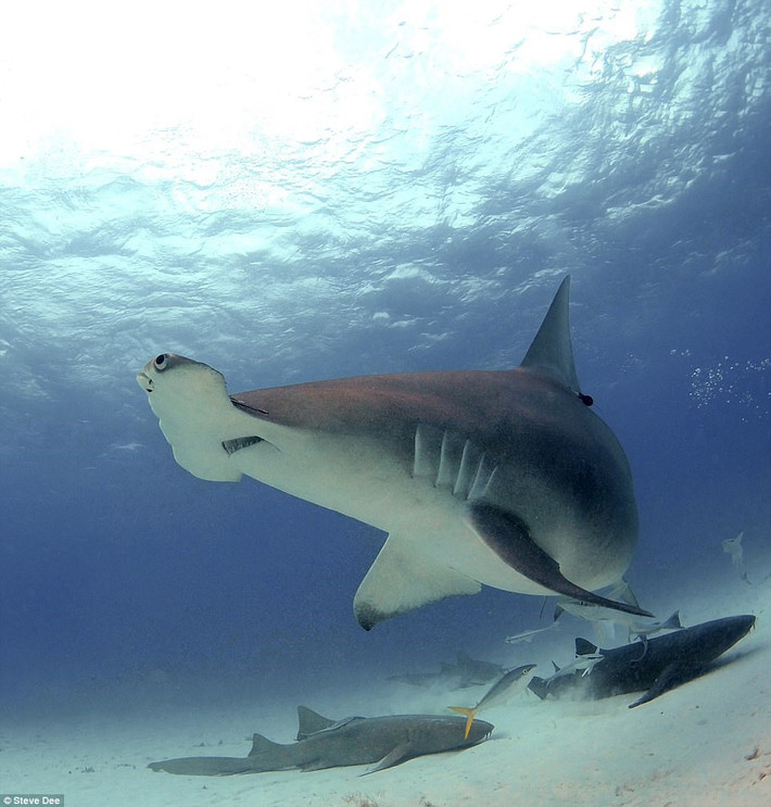 Cuộc gặp gỡ gần đây nhất của Steve Dee diễn ra trong vùng nước biển ở Bimini (Bahamas) với những con cá nhám búa.