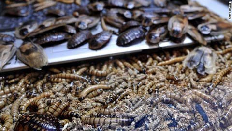 Năm 2012, Edward Archbold, 32 tuổi, đã mất mạng sau khi nôn mửa và ngã quỵ tại một cửa hàng Ben Siegel Reptile ngày 5/10/2012. Cửa hàng bán vật nuôi này là nơi diễn ra cuộc thi ăn gián và sâu ở thành phố Deerfield Beach.