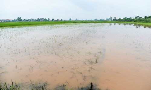 Do địa hình có nhiều khu vực dốc, trũng nên chỉ cần có mưa lớn kéo dài, nhiều thửa ruộng tại xã Liên Mạc bị chìm trong nước.
