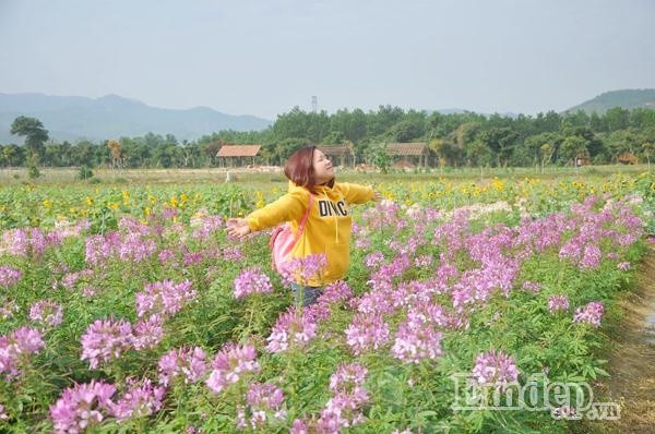 Vé vào thiên đường hoa Quảng La là 30.000/người. Nên giữ ý thức, bảo vệ hoa để những người đến sau vẫn có hoa đẹp để tham quan, chụp ảnh. Cạnh khu vực trồng hoa còn có nhiều vườn trồng ổi, ngô, mía sạch. Bạn có thể xin sang đó dạo chơi, ngắm cảnh, chụp ảnh và mua về làm quà. Ảnh: Tiêu Thỏ Thỏ.