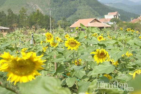 Hiện tại, thiên đường hoa đang sở hữu khoảng 30 loài hoa, trong đó có những loài hoa đặc trưng, mang giá trị thẩm mỹ cao như hướng dương, cải trắng, cải vàng, ngũ sắc... Hoa ở đây được trồng thành hàng lối và thành khu vực, mỗi luống là một loài hoa khác nhau, tạo điều kiện cho mọi người dễ dàng di chuyển và tạo dáng chụp ảnh.