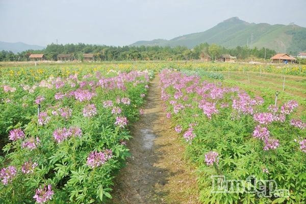 Những luống hoa được trồng thẳng hàng thẳng lối tạo điều kiện cho du khách dễ dàng ghi lại những bức ảnh long lanh.