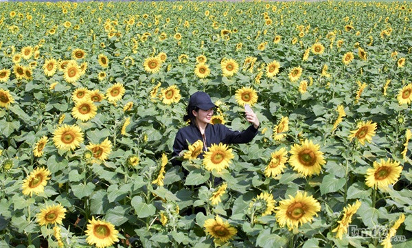 Theo chia sẻ của anh Thắng (Quảng Ninh), để tới cánh đồng hoa đẹp ngất ngây này bạn có thể chọn phương tiện xe máy hoặc ô tô. Từ Hà Nội chạy theo hướng về Xuân Mai, rẽ trái vào đường mòn Hồ Chí Minh rồi chạy thẳng khoảng 200km là tới cánh đồng hoa nằm ngay cạnh đường Hồ Chí Minh.