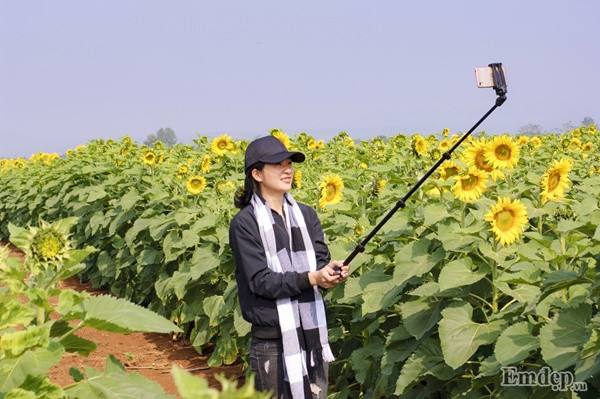Bên cạnh đó, năm nay đến cánh đồng hoa hướng dương, du khách còn được trải nghiệm wifi phát miễn phí, thuận tiện cho việc “check-in” những tấm ảnh đẹp long lanh khoe với bạn bè.
