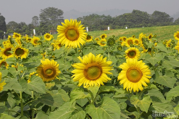 Cánh đồng hoa hướng dương rộng 100ha tọa lạc tại xã Nghĩa Sơn, huyện Nghĩa Đàn, Nghệ An đang là điểm đến cực kỳ thu hút trong những ngày này. Kể từ giữa tháng 12, thời điểm hoa nở rộ cũng là lúc dân phượt và những người yêu hoa rộn ràng rủ nhau tới đây để “check-in”, chụp ảnh và thưởng lãm loài hoa mặt trời vào thời điểm đẹp nhất trong năm.