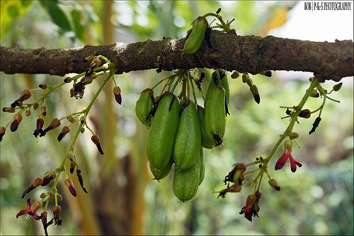 Ở Âu Châu, người ta trồng giống khế tàu này trong chậu và đặt cây ở nơi ấm nóng trong mùa đông vì cây không chịu lạnh dưới 10°C.
