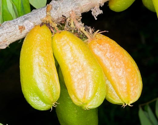 Khi chín, vỏ ngoài của trái láng sáng bóng, mỏng, mềm dịu và thịt quả ăn giống như thạch, có vị chua.