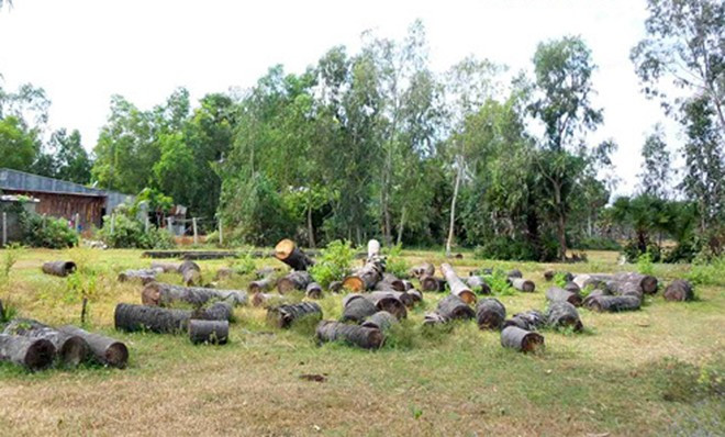 Ngoài bán nguyên cây còn lá, rễ, một số hộ còn cưa từng khúc cây ra để bán gỗ, với giá chỉ bằng một phần tự so với bán cả cây tươi.