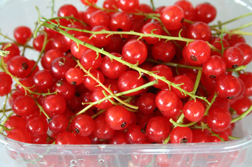 Giống Red currant được xem là một cây trồng có năng suất cao và dễ canh tác. Năng suất của nó thậm chí còn cao hơn so với sản lượng của nho đen.