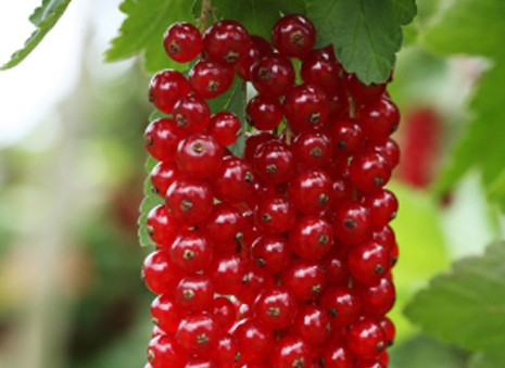 Red currant có thể phát triển và cho thu hoạch quả suốt 25 năm.