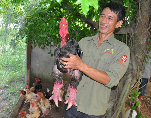 Ông Miền bên con gà “độc” quý hiếm của gia đình.