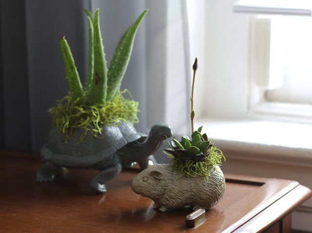Cặp rùa và chuột trông giống như một đôi bạn.