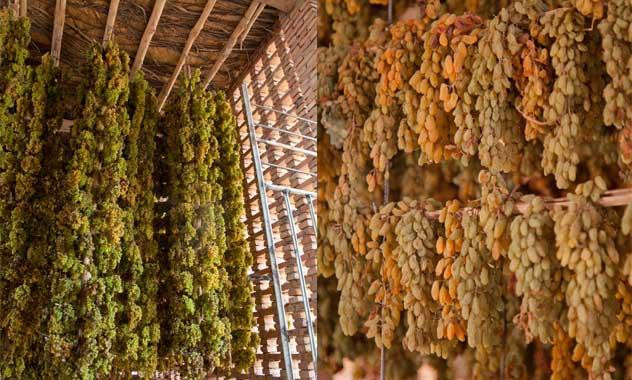 Những chùm nho khô dần dần sẽ chuyển màu từ xanh sang ngả vàng.