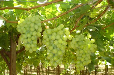Khí hậu nóng và khô của Hami rất thích hợp để trồng các loại nho ngon nhất ở Trung Quốc.