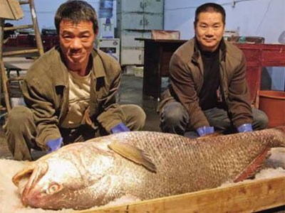 Cá sủ là loài cá lớn, mõm nhọn, miệng rộng, hàm dưới kéo dài đến phía dưới sau hốc mắt, răng khỏe, vây lưng dài...