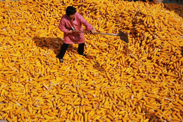 Nông dân ở làng Xiguo Village, xã Wenxian, thành phố Tiêu Tác, tỉnh Hà Nam, thường thu hoạch ngô vào khoảng tháng 10 hàng năm.